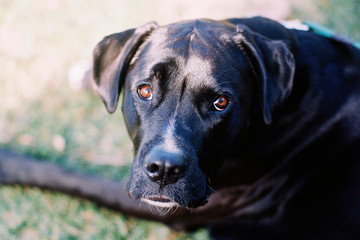 A black boxador dog with brown eyes and a streak of white on her nose looks directly up into the camera