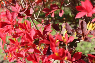 Obraz premium ドウダンツツジ