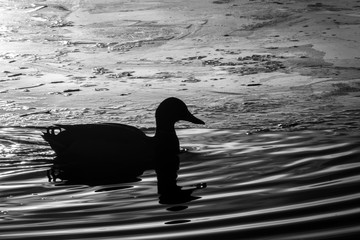 Duck Pond Silhouette