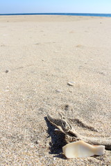 Fototapeta na wymiar 下田 入田浜で見つけた魚の形の貝殻