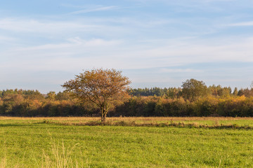 Landscape with a single tree