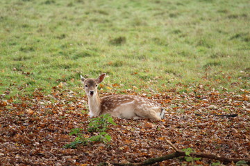 Deer