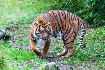 Large tiger in the wild is on the hunt.