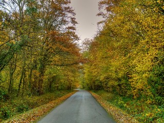 Route de campagne dans une forêt en automne.
