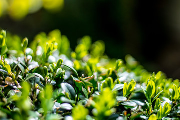 Juicy green Ilex crenata, fresh plant