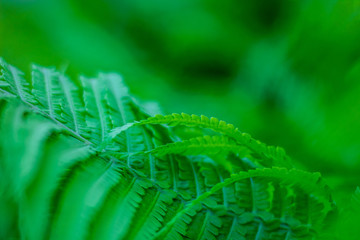 Green fern, forest background