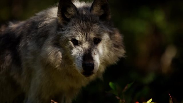 Wild grey wolf scavenging for food outdoor on National Reserve
