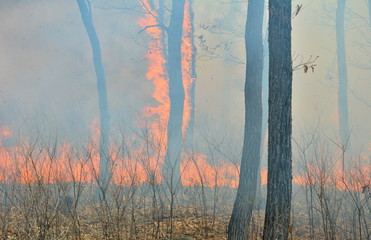 Fire in forest 3