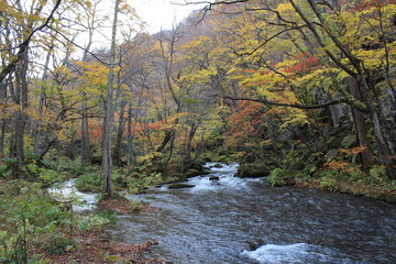 奥入瀬渓流