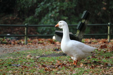 Duck