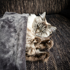 ragdoll cat sleeping under blanket
