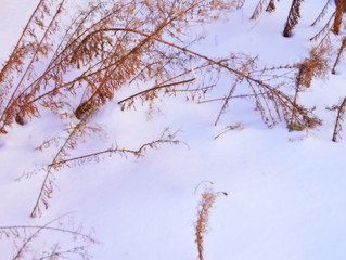 branches of tree in winter