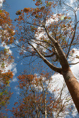 Landscape rubber plantation during day with blue sky