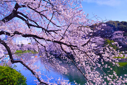 東京、千鳥ヶ淵の満開の桜
