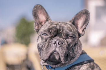 Fototapeta premium französische bulldogge