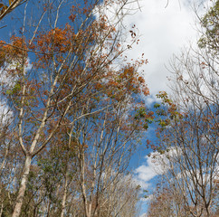 Landscape rubber plantation during day with blue sky