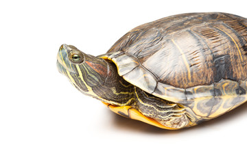 Obraz premium side view pet turtle red-eared slider or Trachemys scripta elegans on white background
