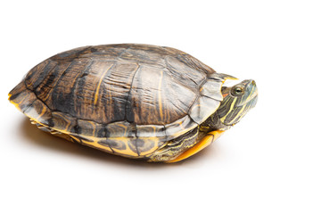 side view pet turtle red-eared slider or Trachemys scripta elegans on white background