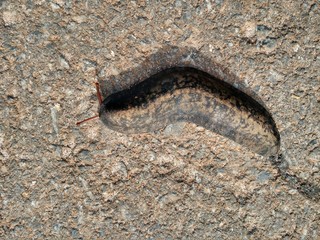Slug Lesma invertebrate invertebrado 
