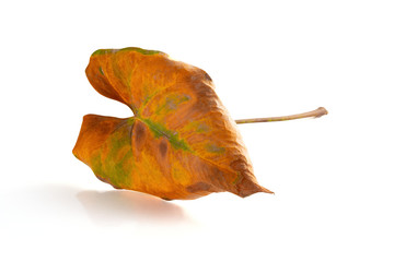 faded Anthura leaf on a white background