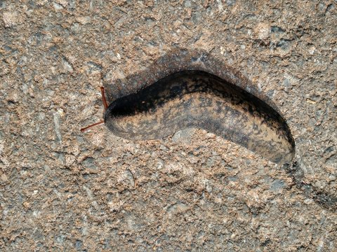 Slug Lesma invertebrate invertebrado 
