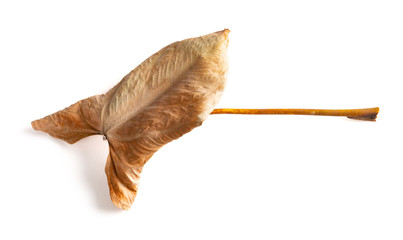 Obraz premium faded Anthura leaf on a white background