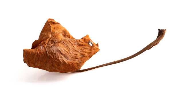 faded Anthura leaf on a white background