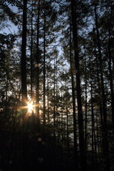 夜叉神峠付近の森林