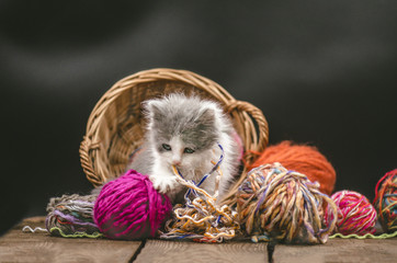 Kitten with knitting ravels in a basket