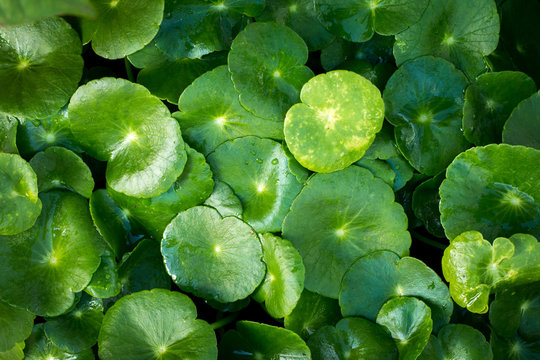 Close up water drop on Gotu kola leaves
