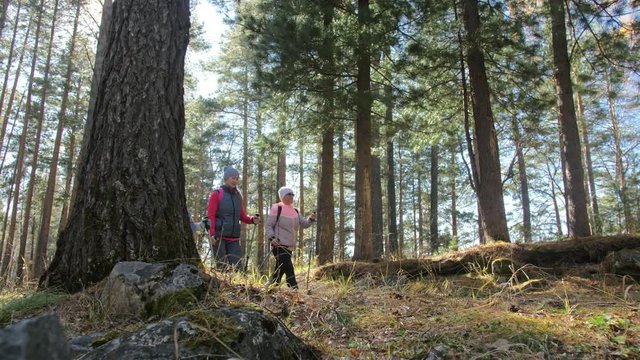 Woman do Nordic walking in nature. Girls and children use trekking sticks and nordic poles, backpacks. Family travels and goes in for sports. Kid is learning from mother and grandmother the proper