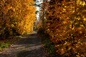 old soil road in the forest in autumn