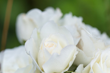 White Rose