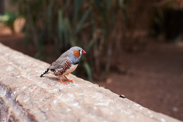 Diamante Mandarín en libertad (Taeniopygia guttata)