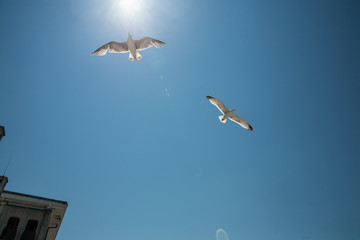 Gulls in the sky over Istanbul, Turkey