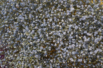 A lot of tiny white flowers. Sisyrinchium albidum is a large genus of annual to perennial plants of the iris family, whose species are known as white blue-eyed grasses. Filled full frame picture.