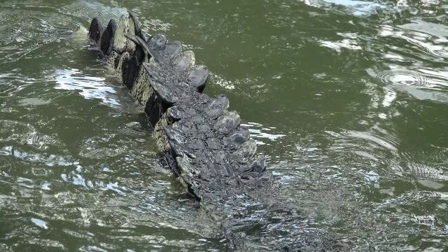 crocodile