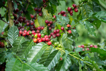 Arabica Coffee berry ripening on a tree