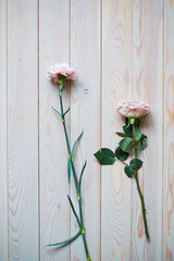 two delicate pink flowers on a wooden background