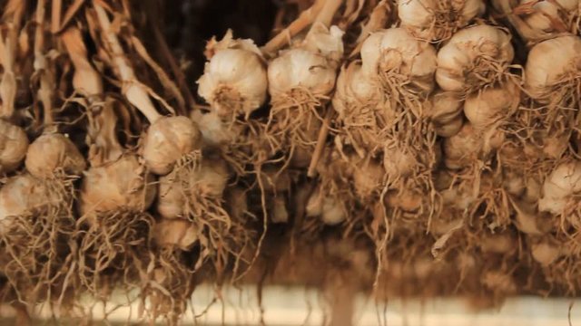 stacks and rows of dried garlic hanging in storage in a timber drying shed in a small farming town in Northern Thailand, waiting to be sorted and then replanted for the next crop and harvest