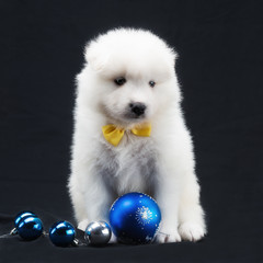 White Samoyed puppy posing with christmas balls on a black background