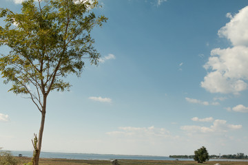 Green tree with blue sky background