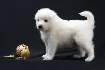 White Samoyed puppy posing with christmas balls on a black background