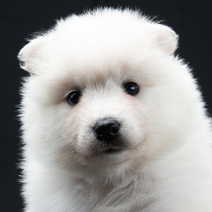 portrait of a Samoyed dog puppy