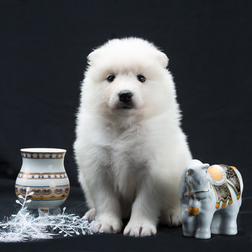 White Samoyed puppy posing with ceramic yakutian choron and ceramic horse 