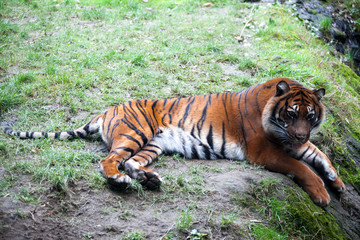 Tiger lying on a rock, resting. Tiger close up in the forest.
