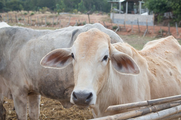 Closeup of Cows and field of dried grass