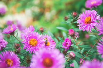 Autumn Flower - Chrysanthemum (CHRYSANTHEMUM). Beautiful natural background.