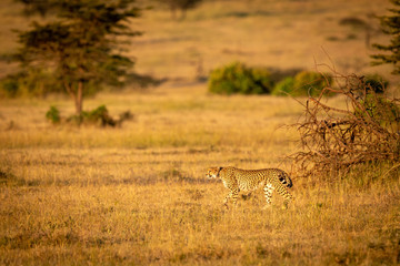 Obraz na płótnie Canvas Cheetah walks past fallen tree in savannah