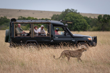 Cheetah walks past truck full of photographers © Nick Dale
